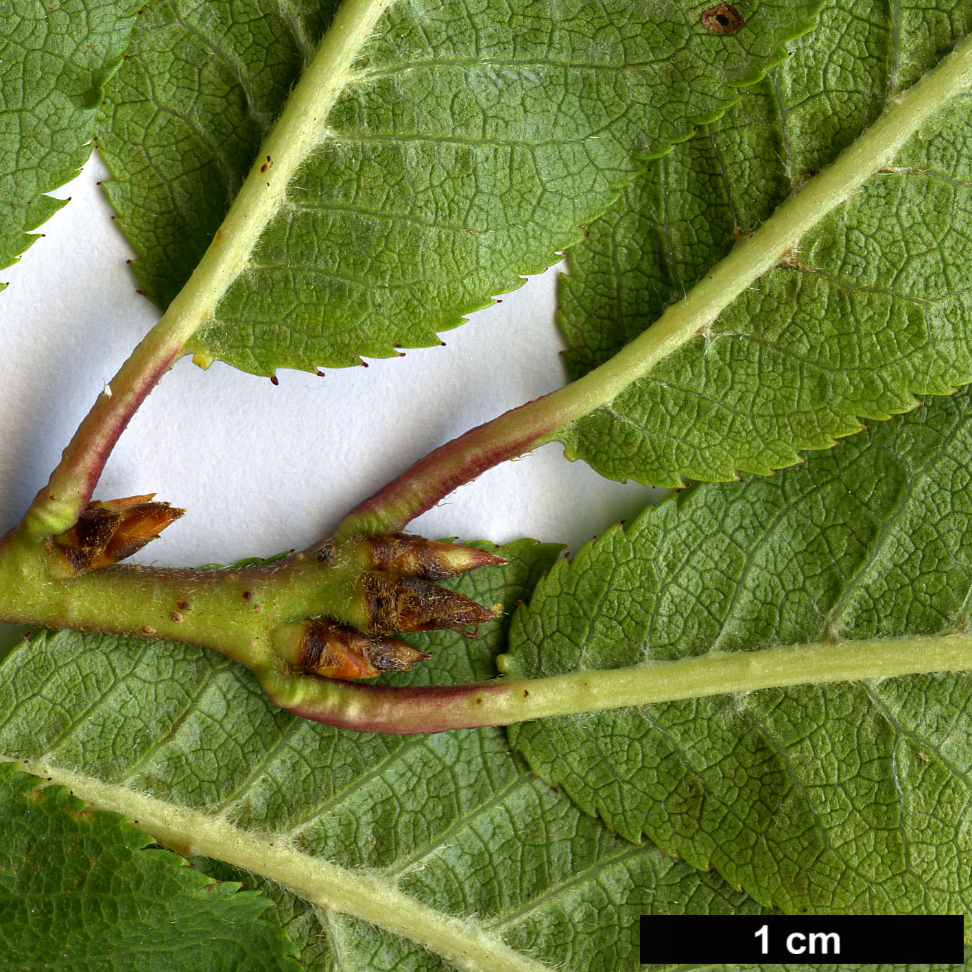 High resolution image: Family: Rosaceae - Genus: Prunus - Taxon: latidentata - SpeciesSub: var. pleuroptera